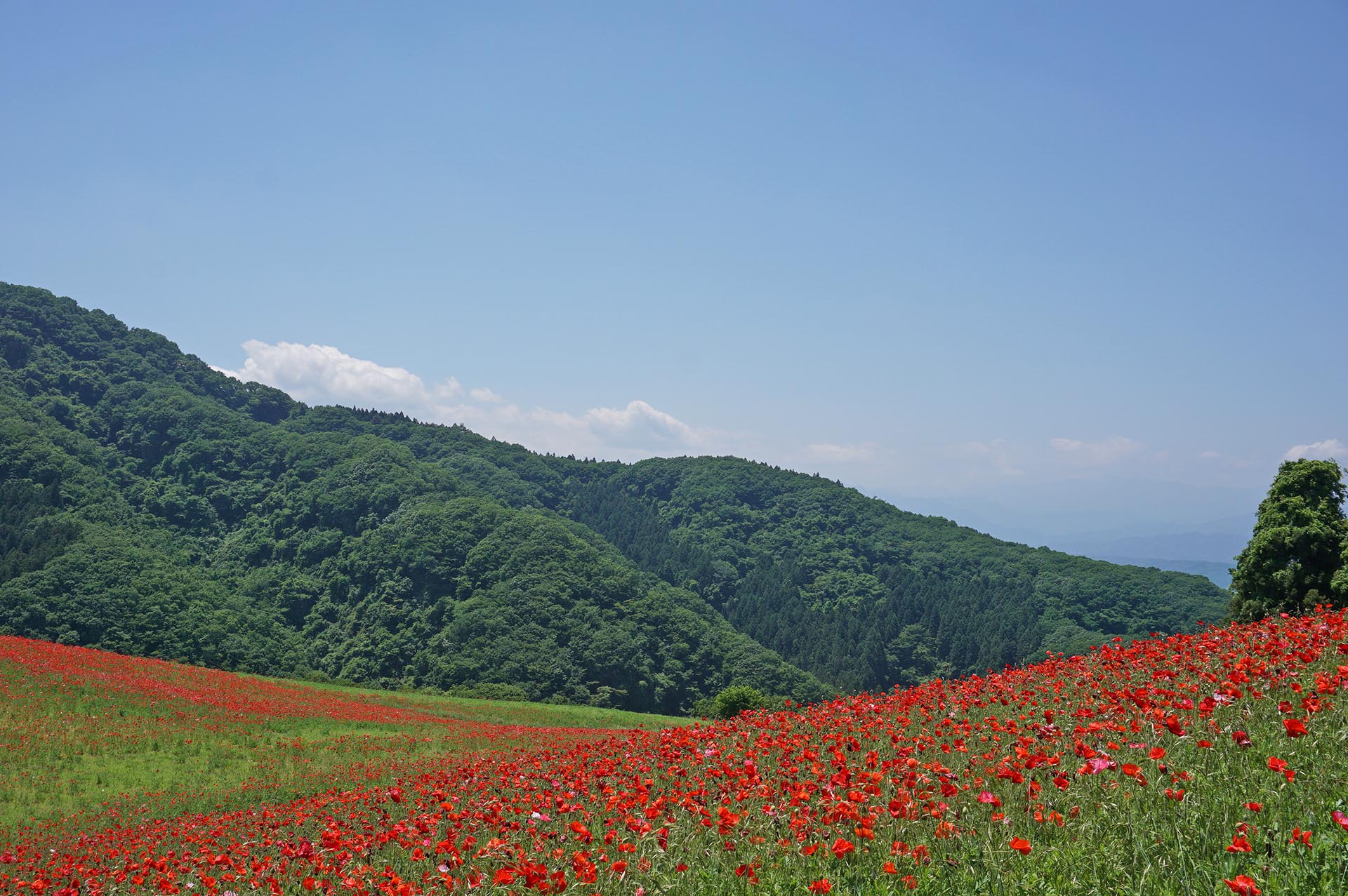 ポピーと新緑と青空