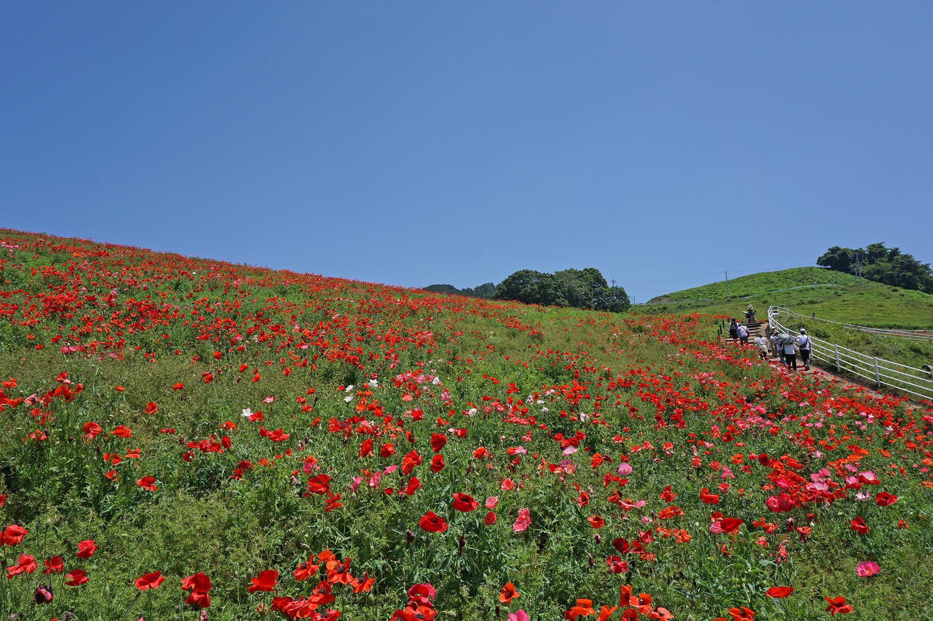 天空のポピーのゴール地点