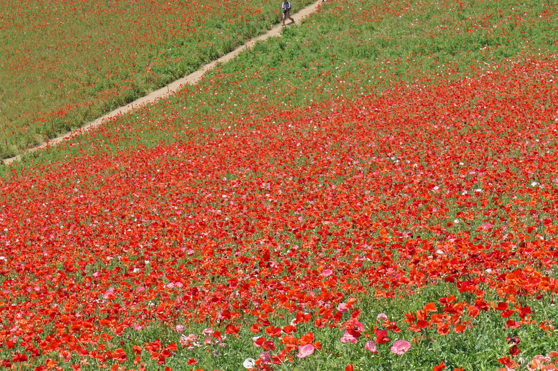 ポピー畑と歩道
