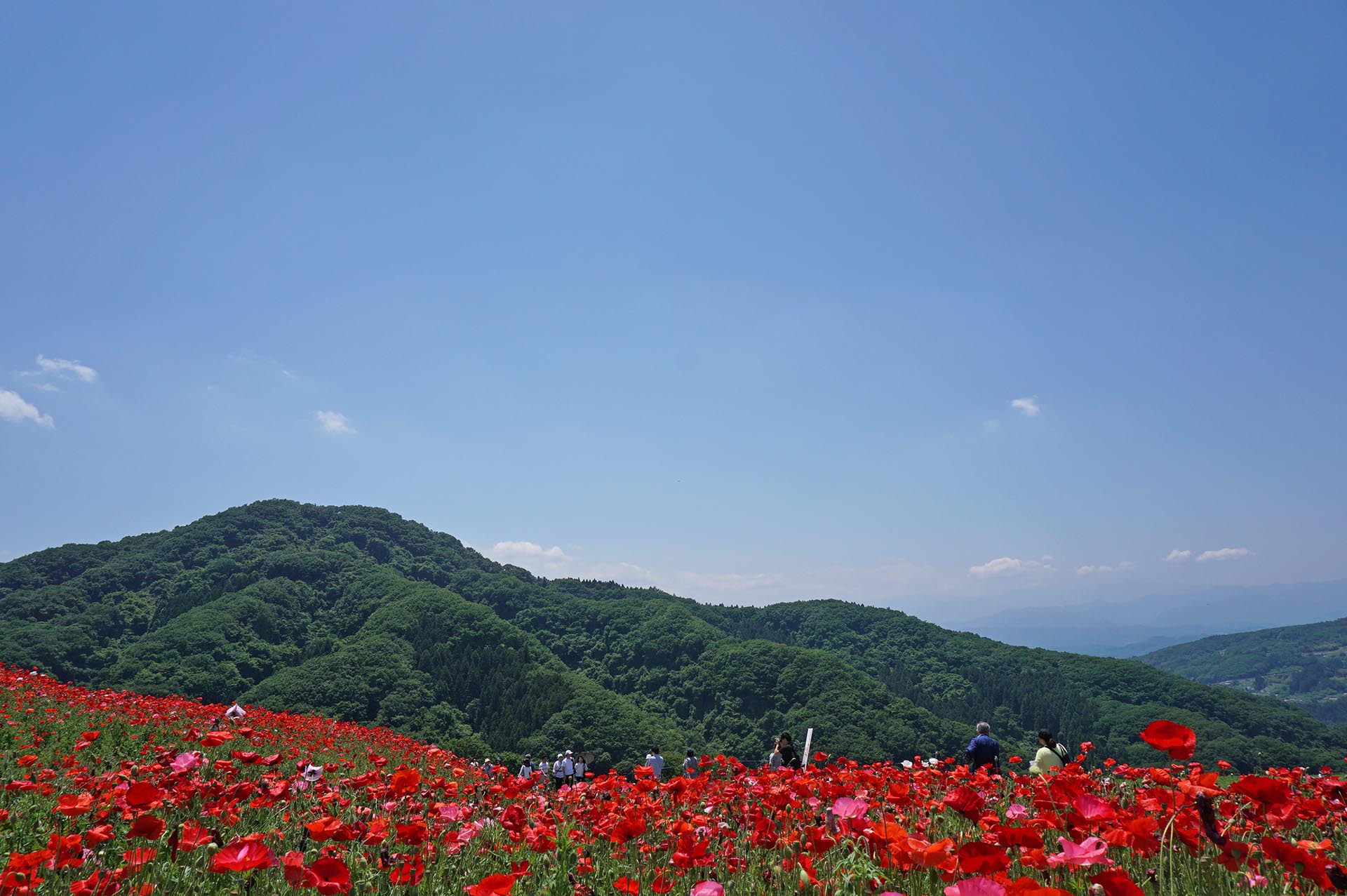 ポピー畑を歩く観光客