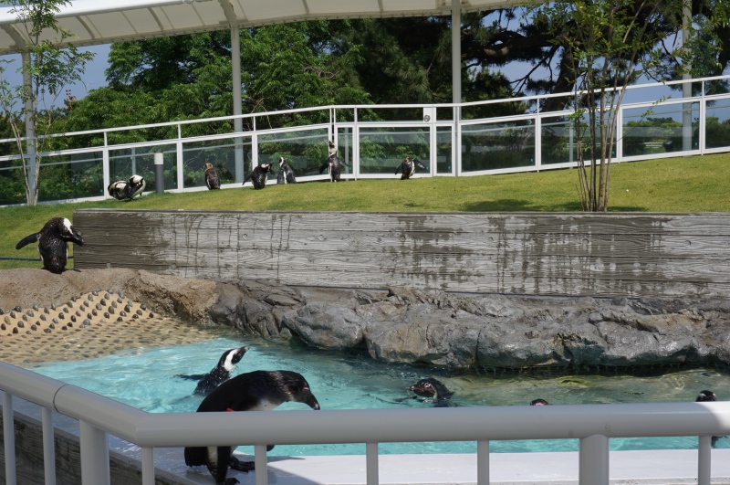 ケープペンギン