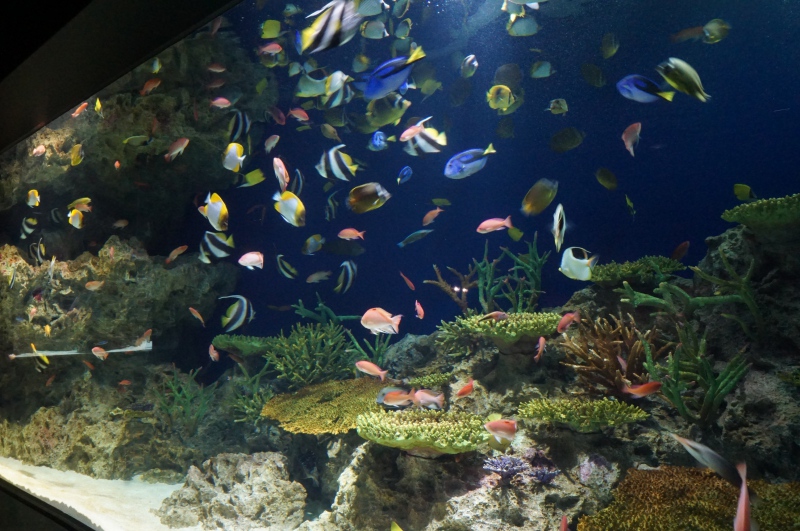 サンゴと色とりどりの魚