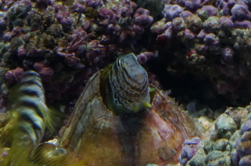 貝殻に隠れるナベカ