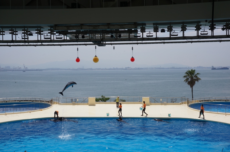 イルカ・アシカショー