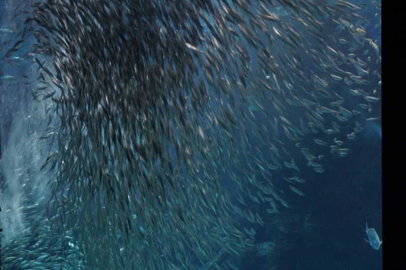 いわしの餌やりショー