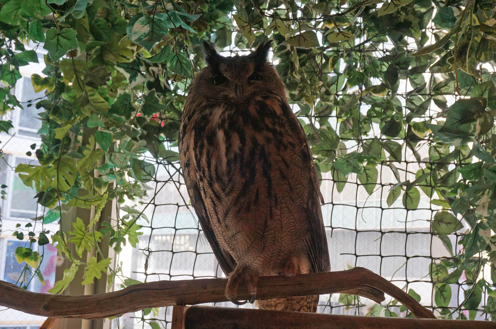 フクロウカフェ「アウルの森」