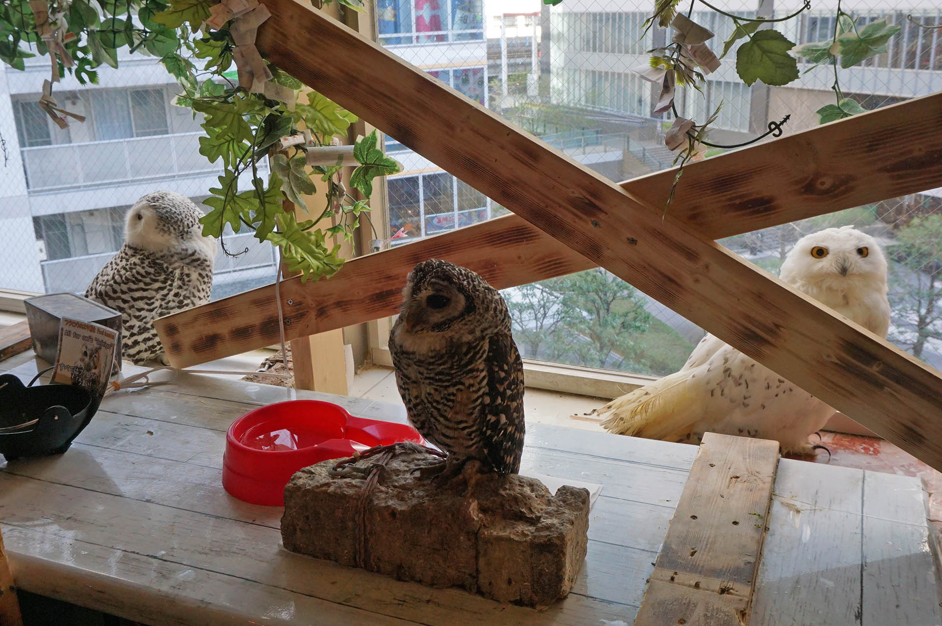 フクロウカフェ「アウルの森」