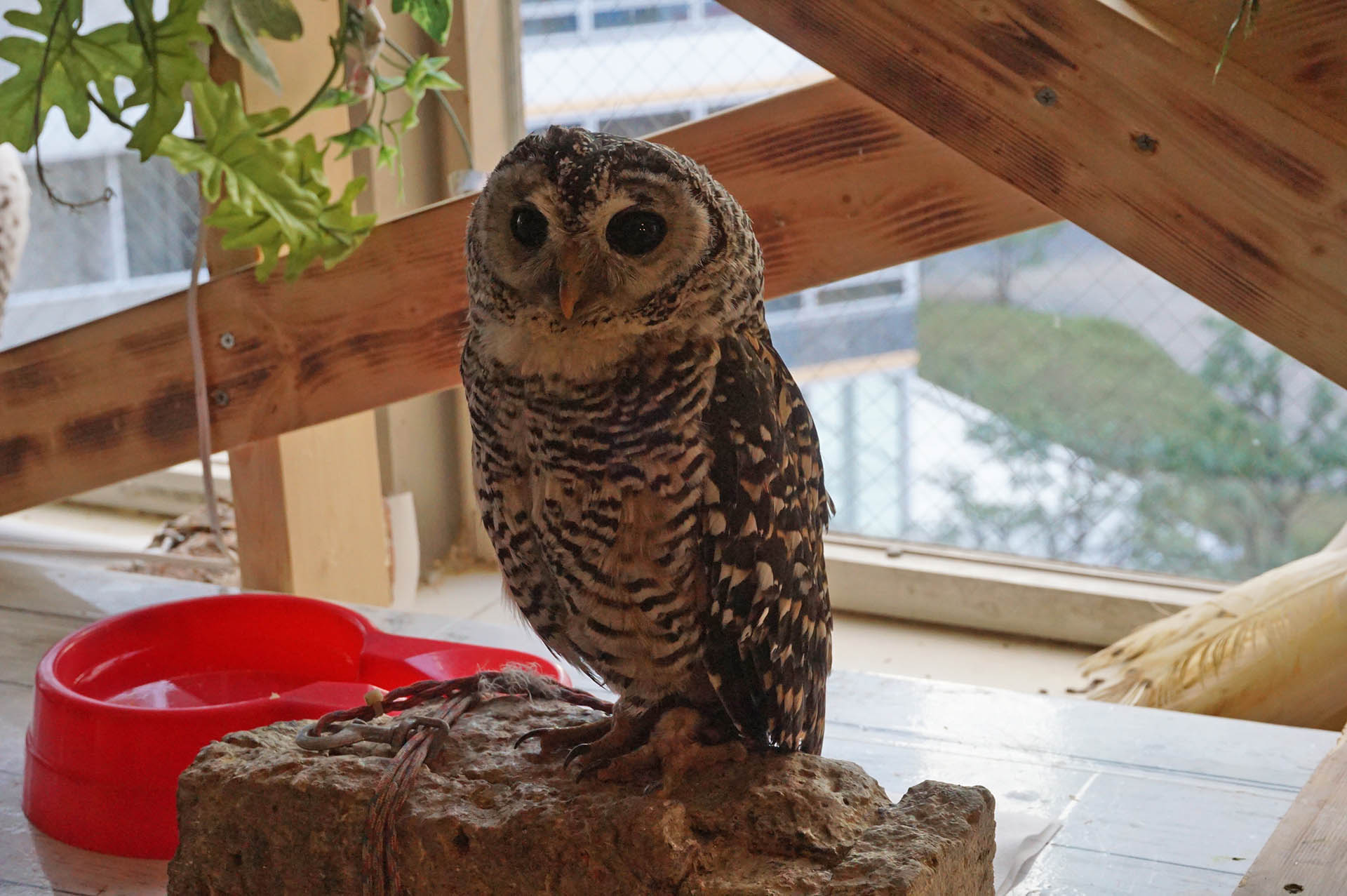 フクロウカフェ「アウルの森」