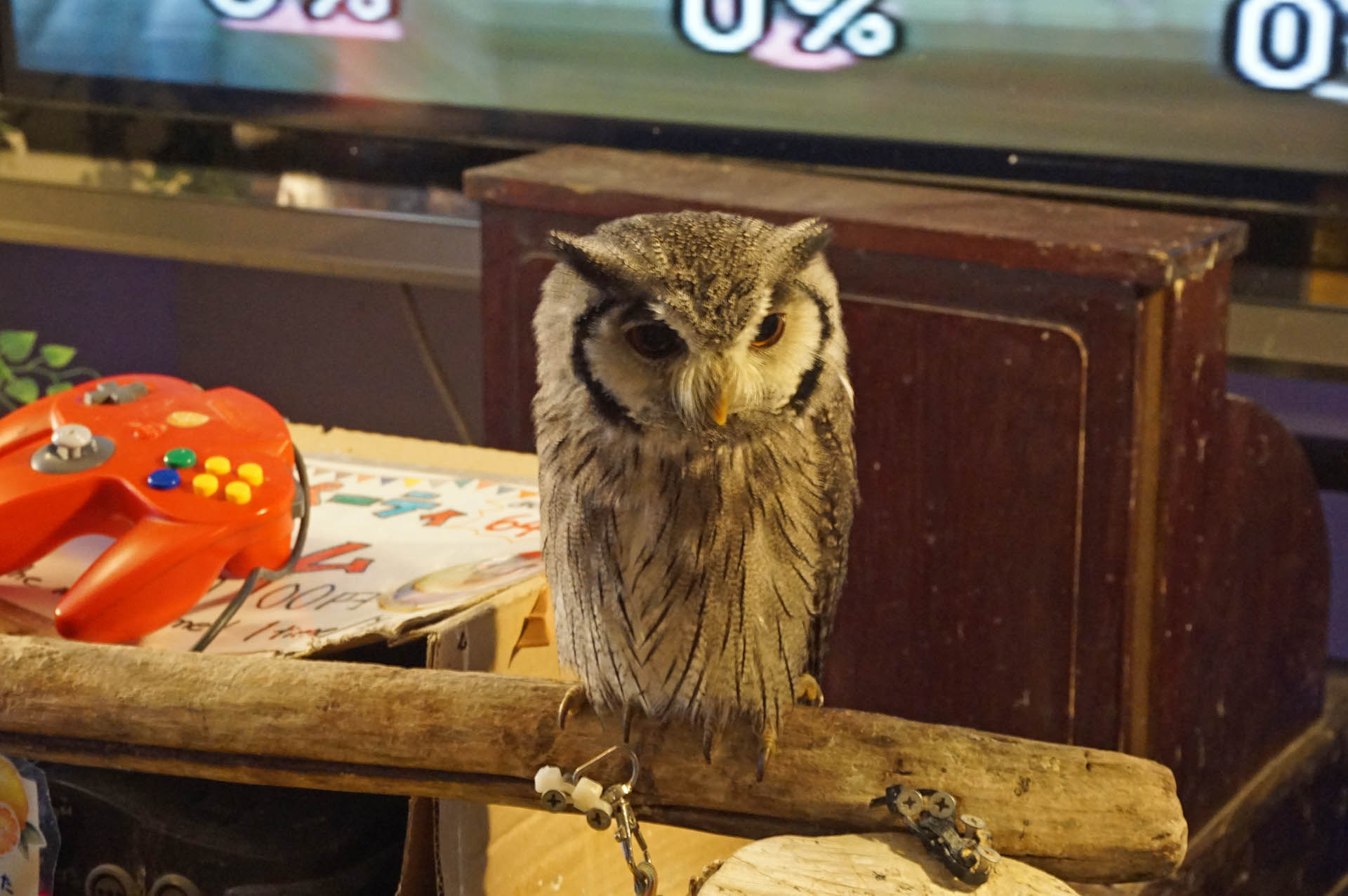 フクロウカフェ「アウルの森」