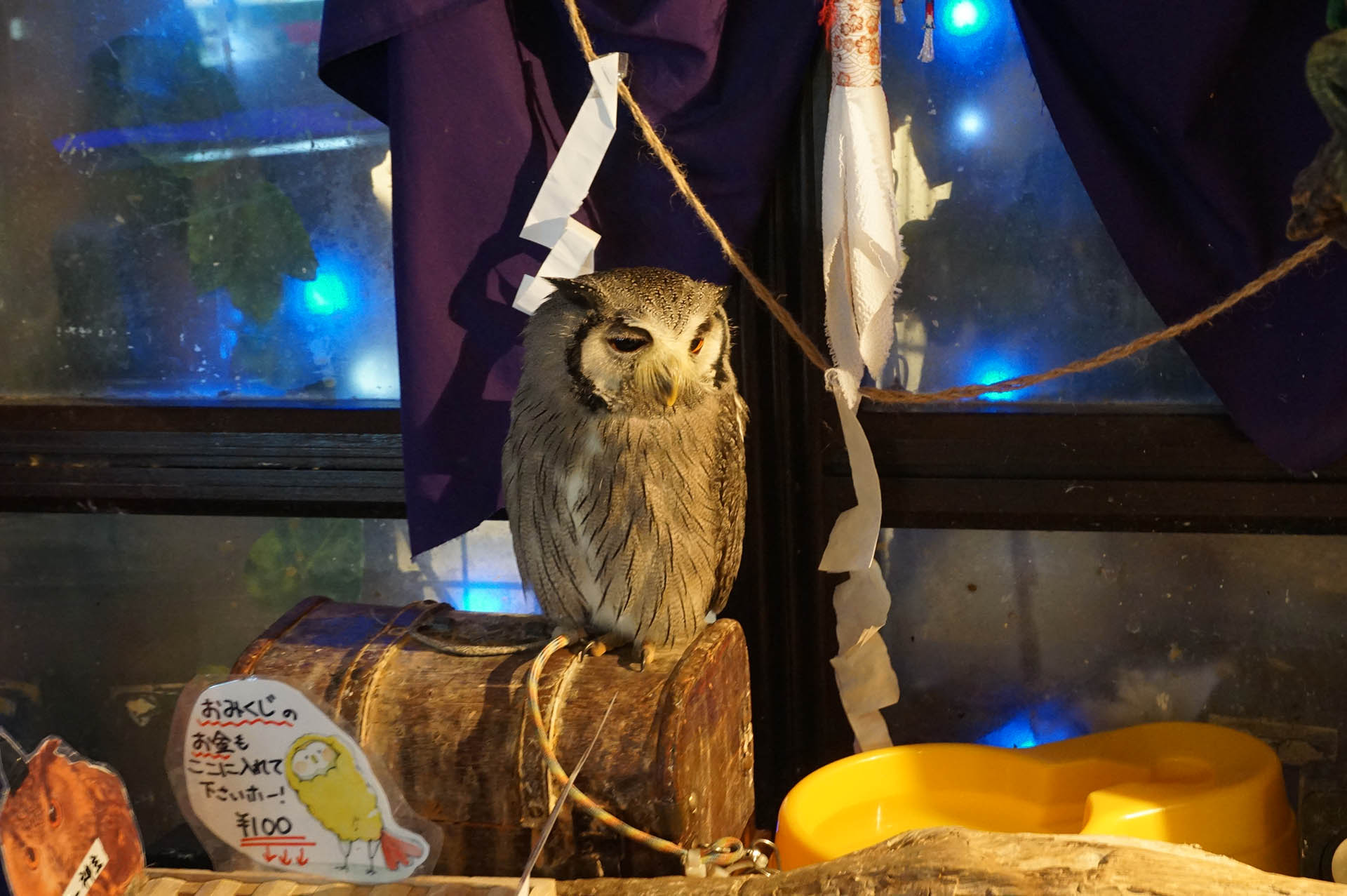 フクロウカフェ「アウルの森」