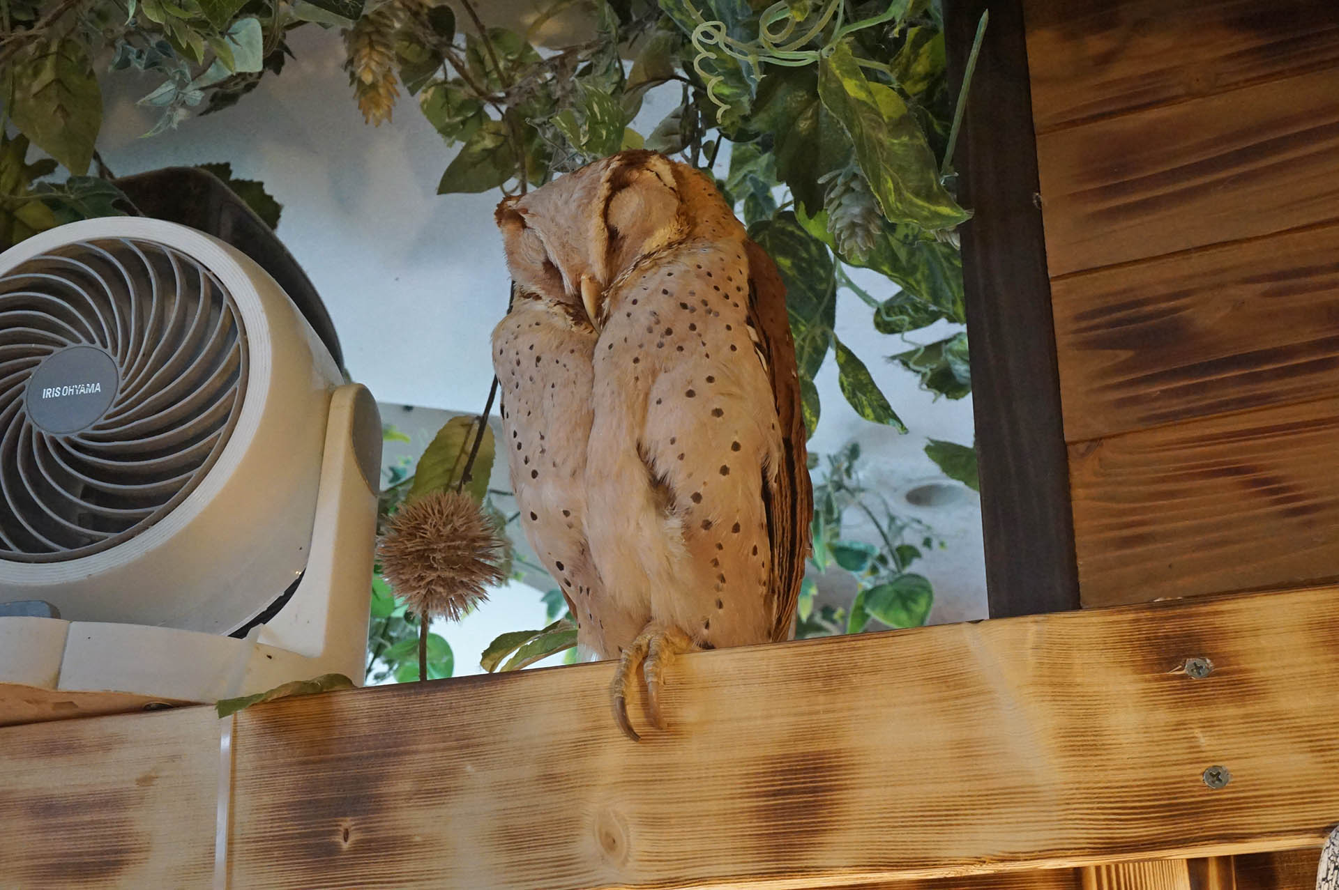 フクロウカフェ「アウルの森」