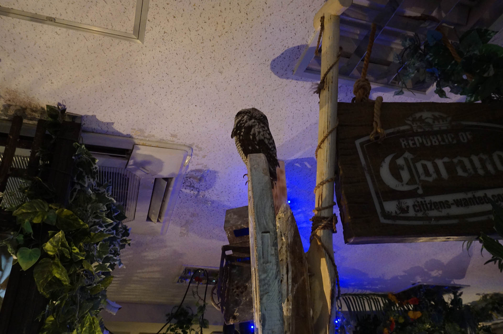 フクロウカフェ「アウルの森」