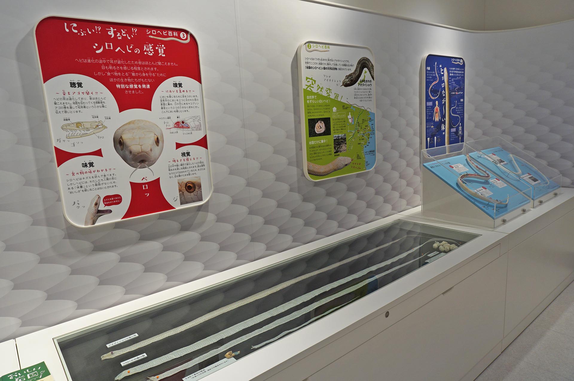 岩国シロヘビの館の展示