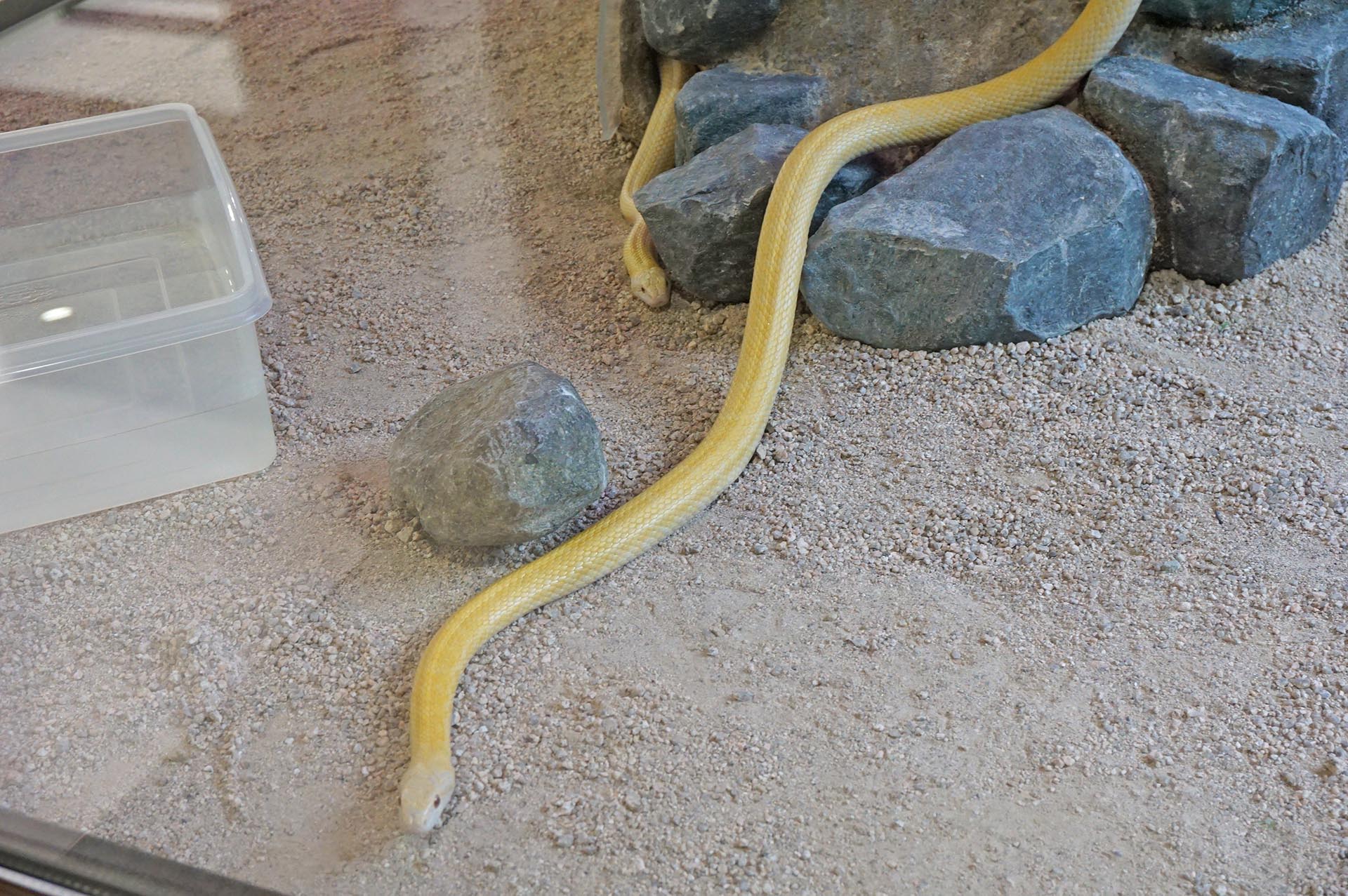 岩国シロヘビの館シロヘビの生体展示