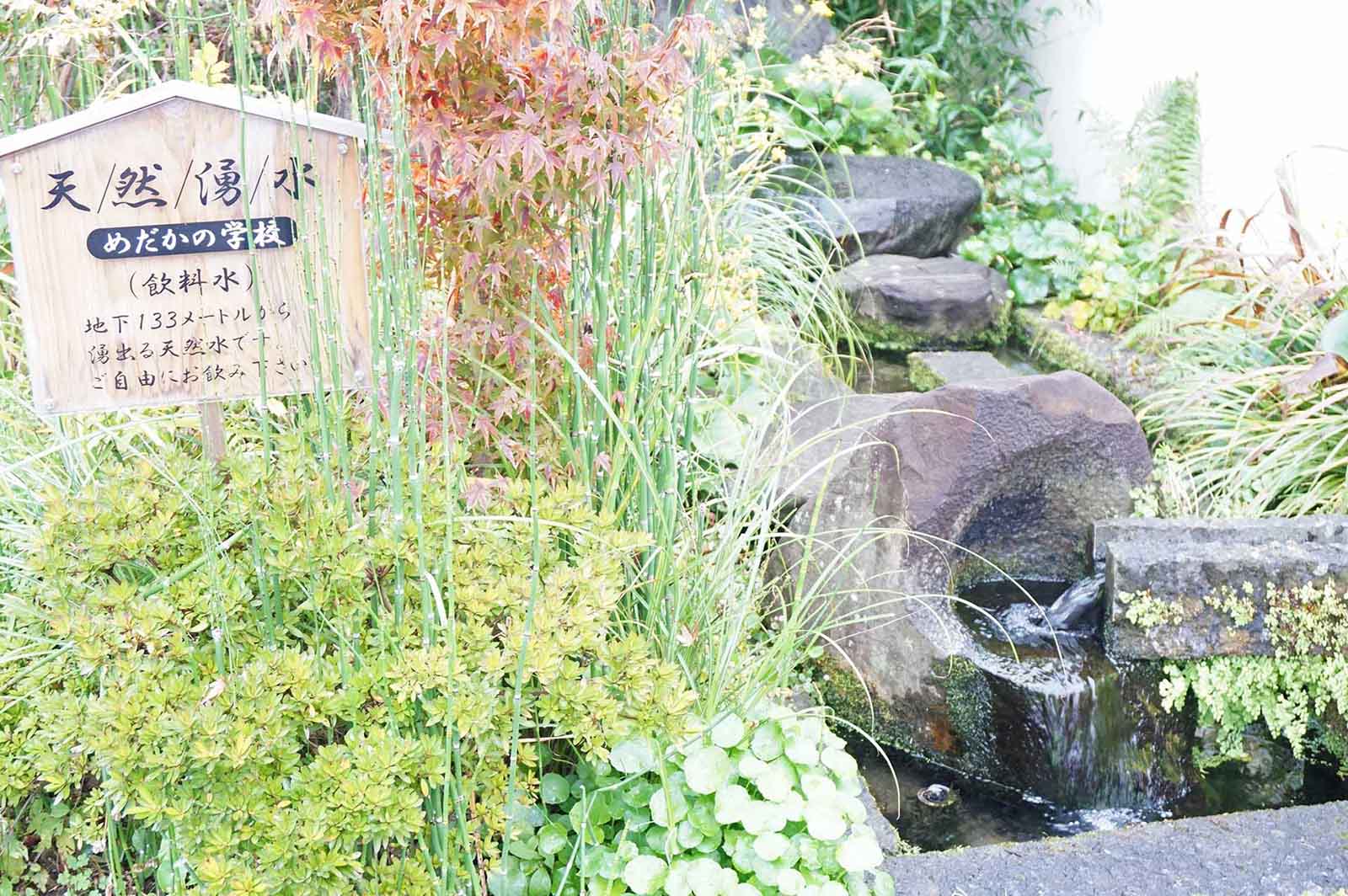 鯉の泳ぐまちの湧き水