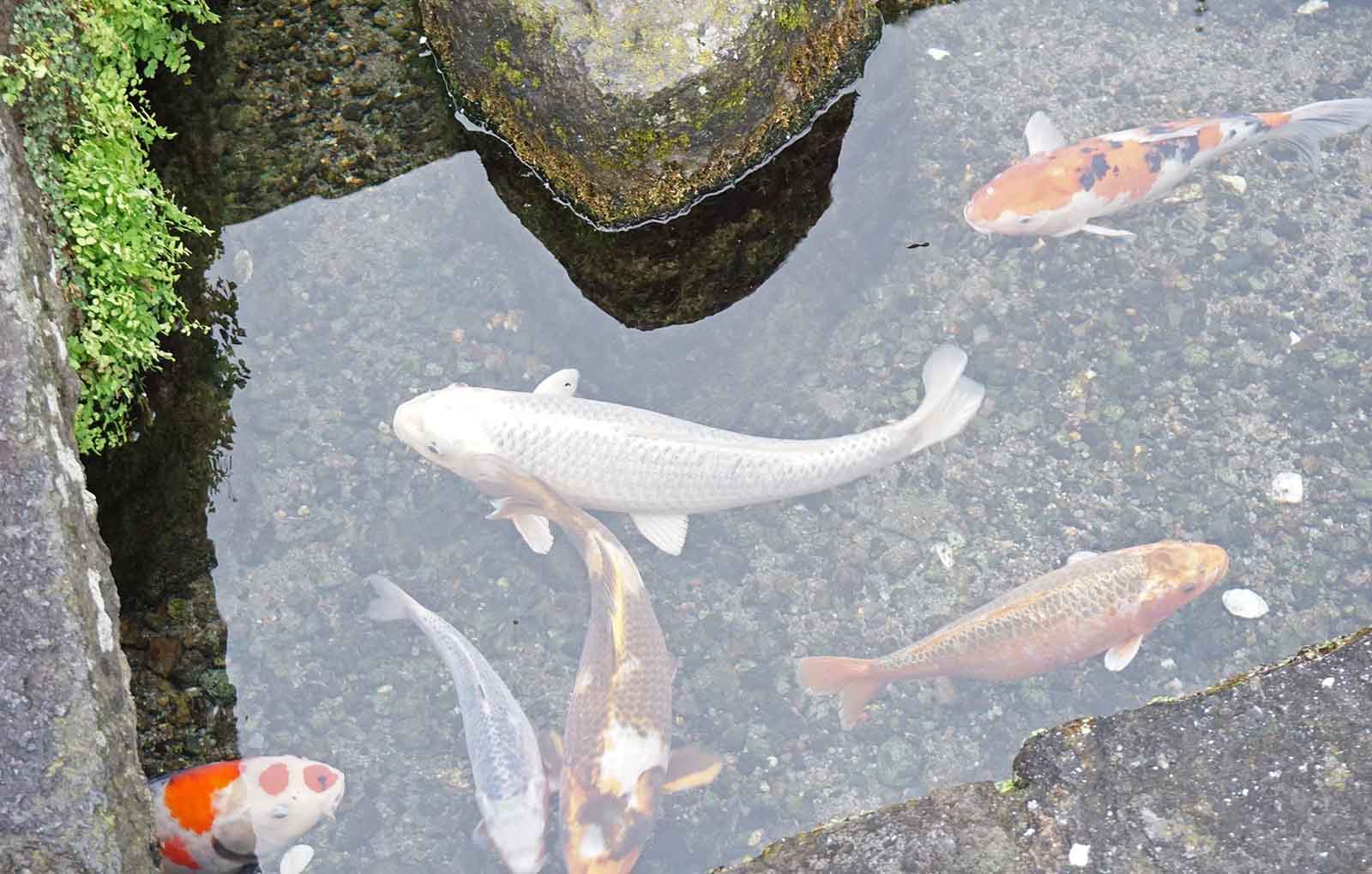 鯉の泳ぐまち
