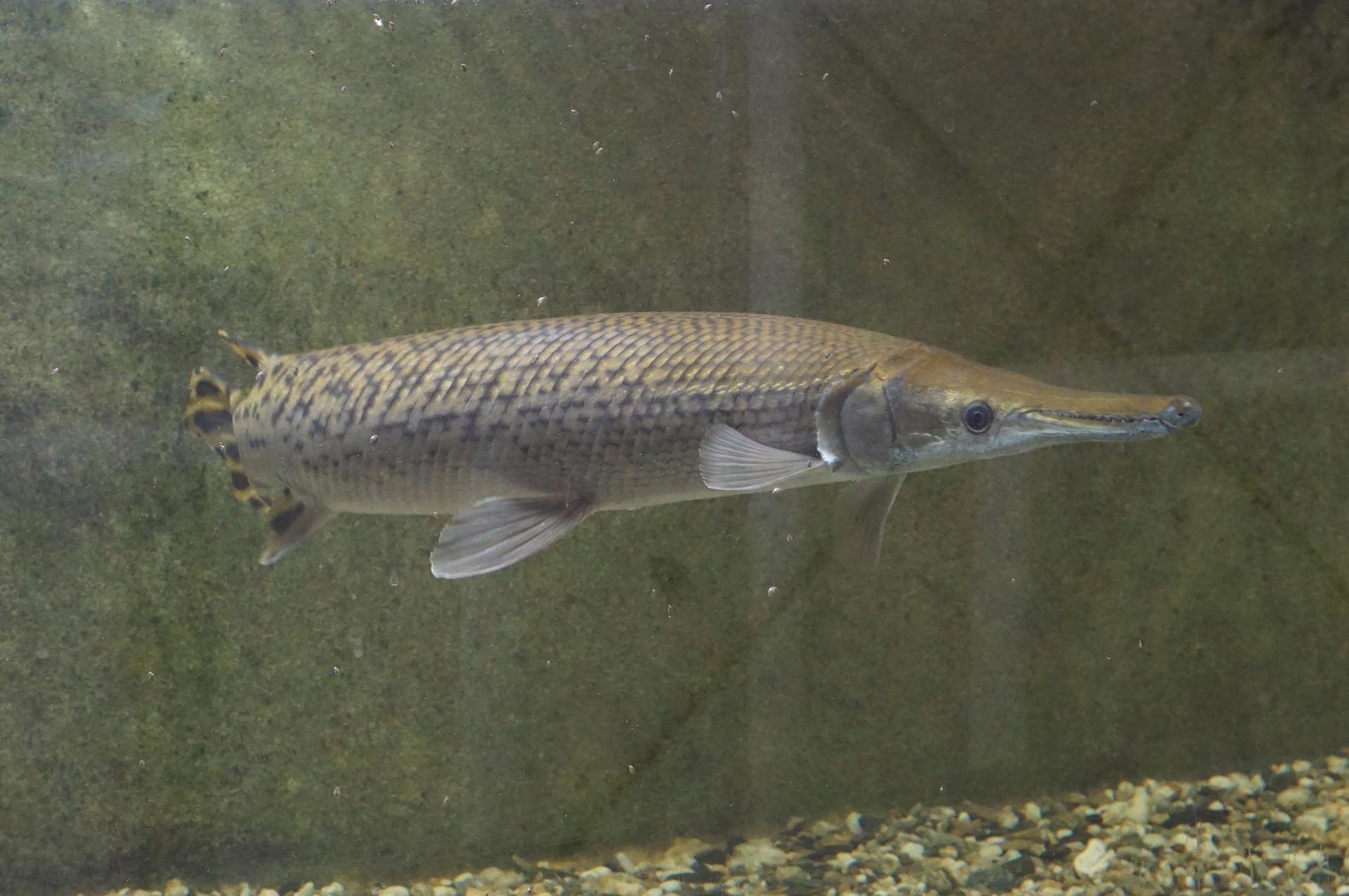 白池地獄の熱帯魚