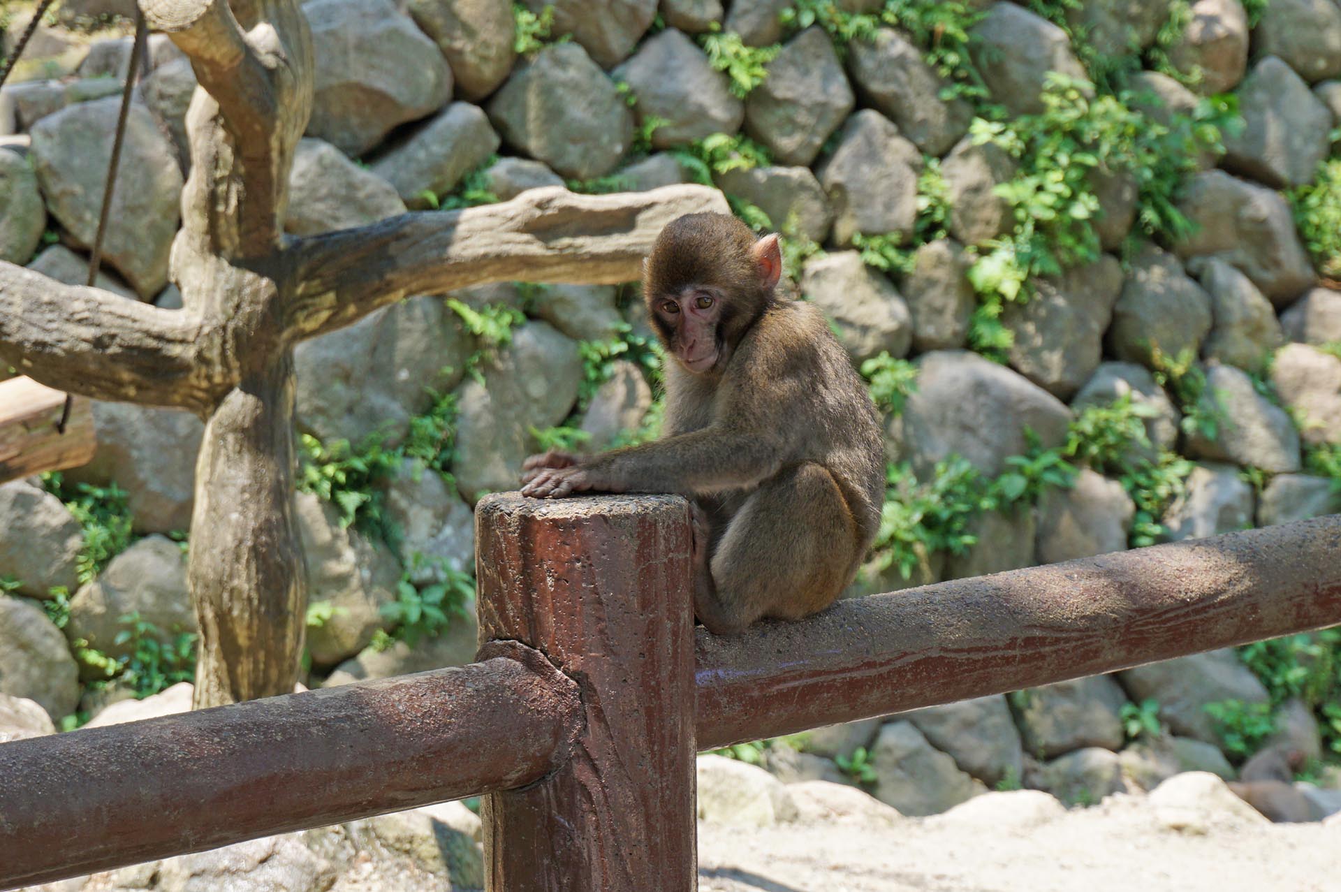 高崎山自然動物園のサル