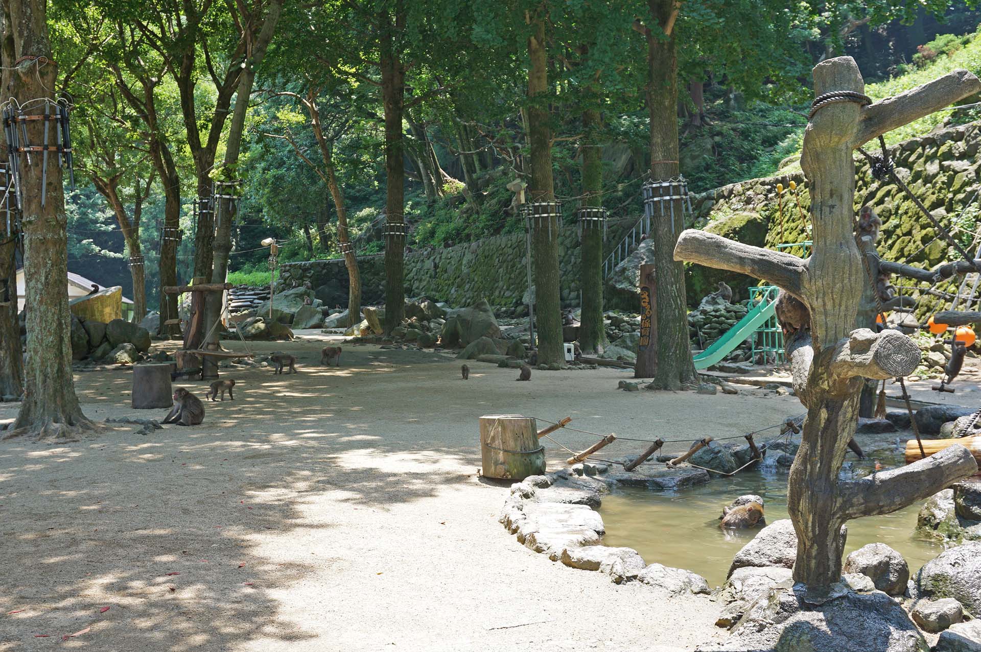 高崎山自然動物園のサル寄せ場