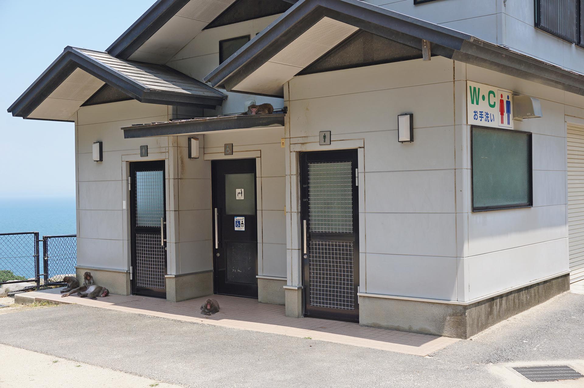 高崎山自然動物園のサル