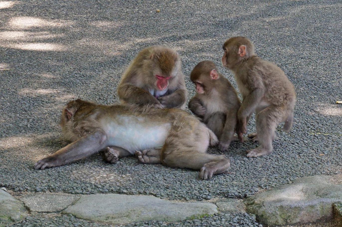 毛づくろいをしているサル