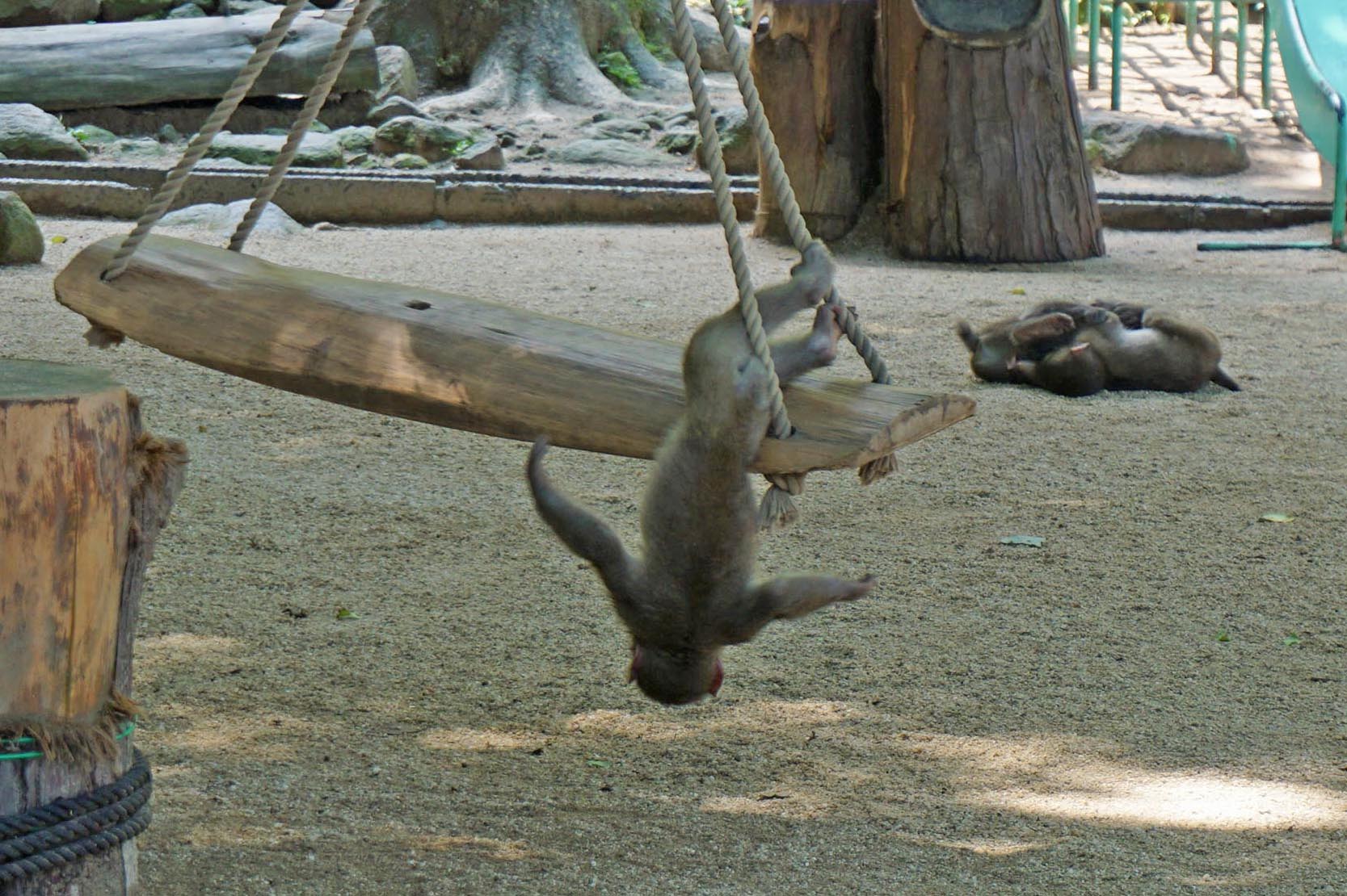 遊具やプールで遊ぶサル