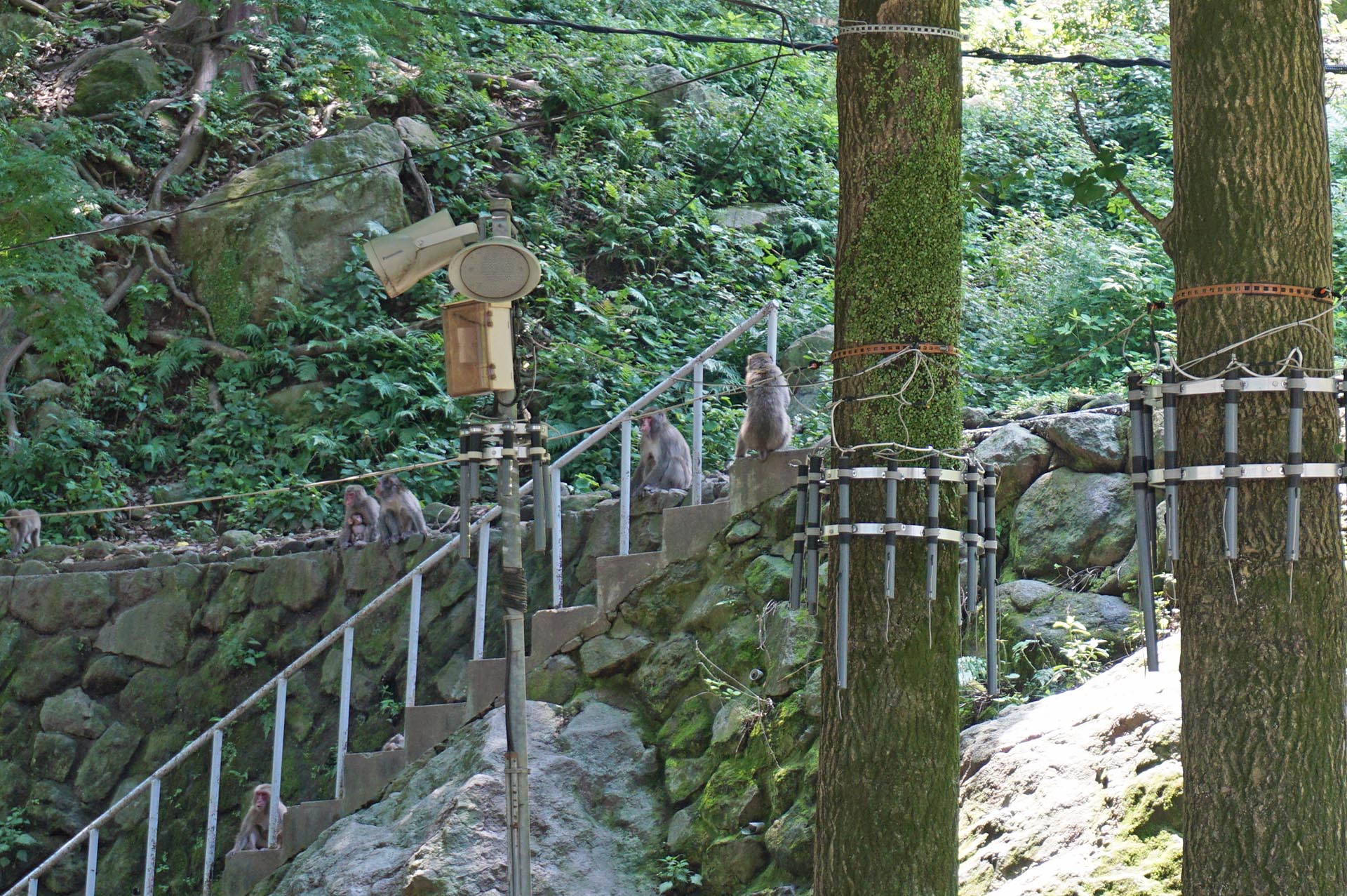 高崎山の山頂から降りてくるB群のサル