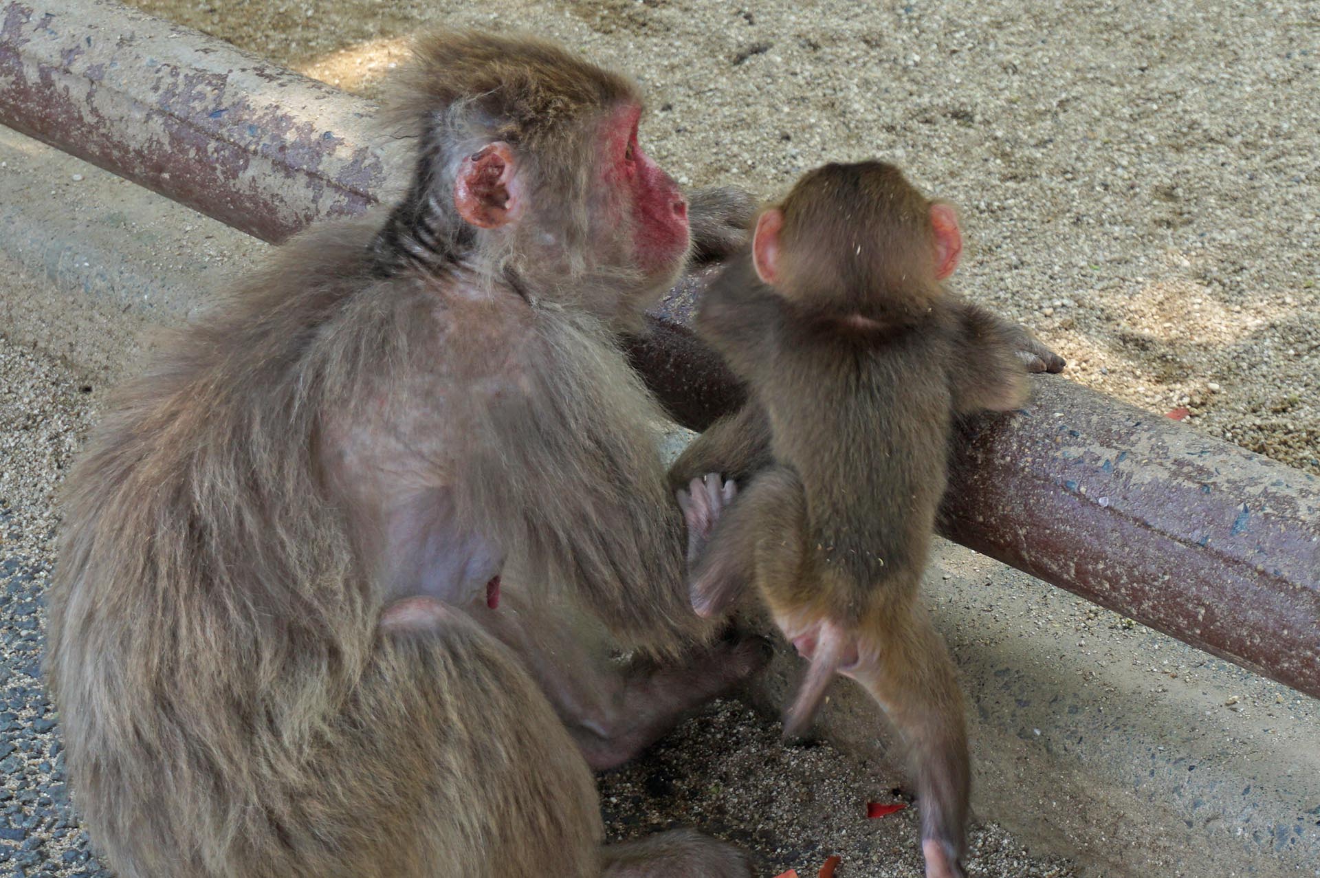高崎山自然動物園のサル