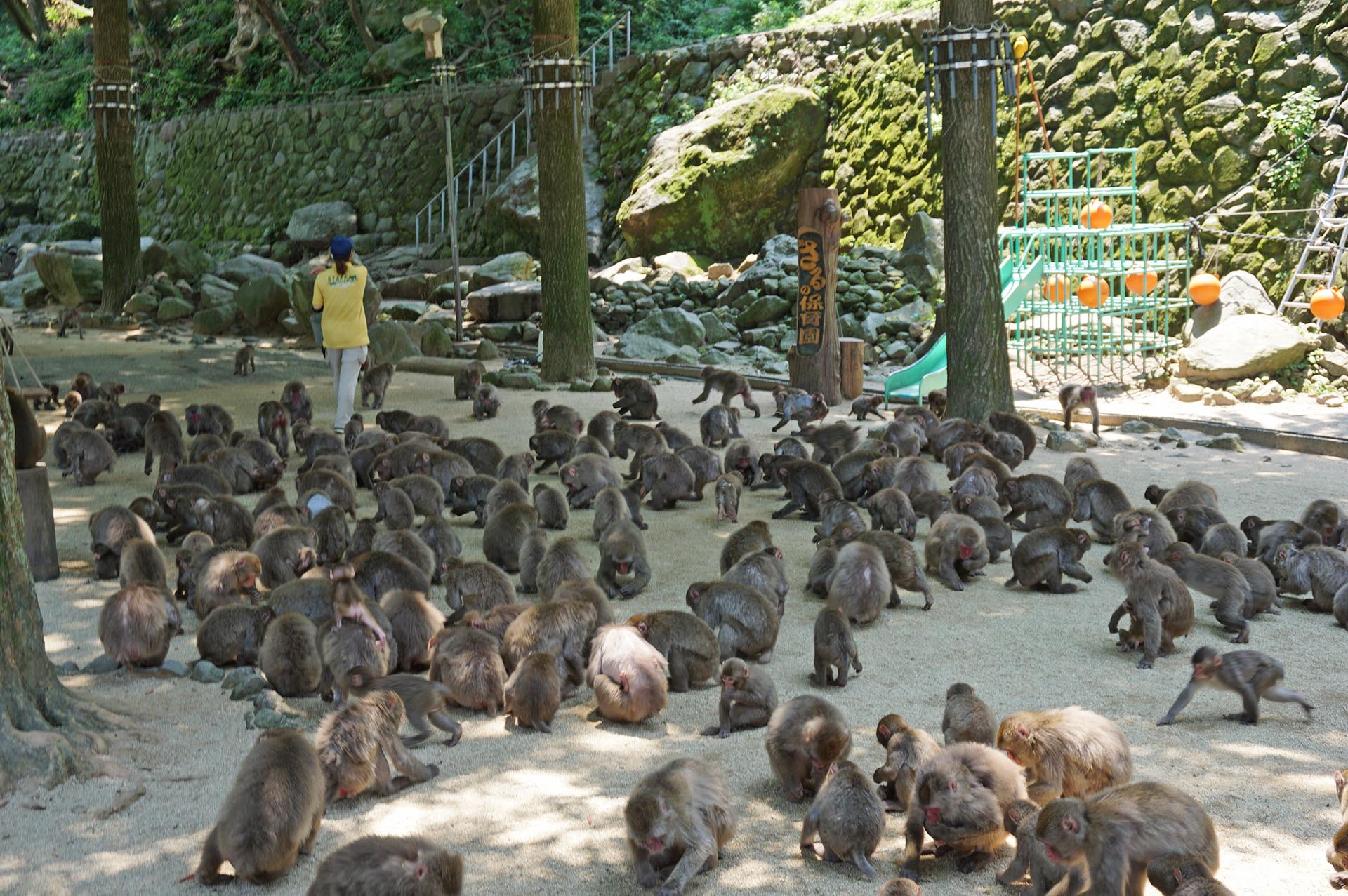 高崎山自然動物園