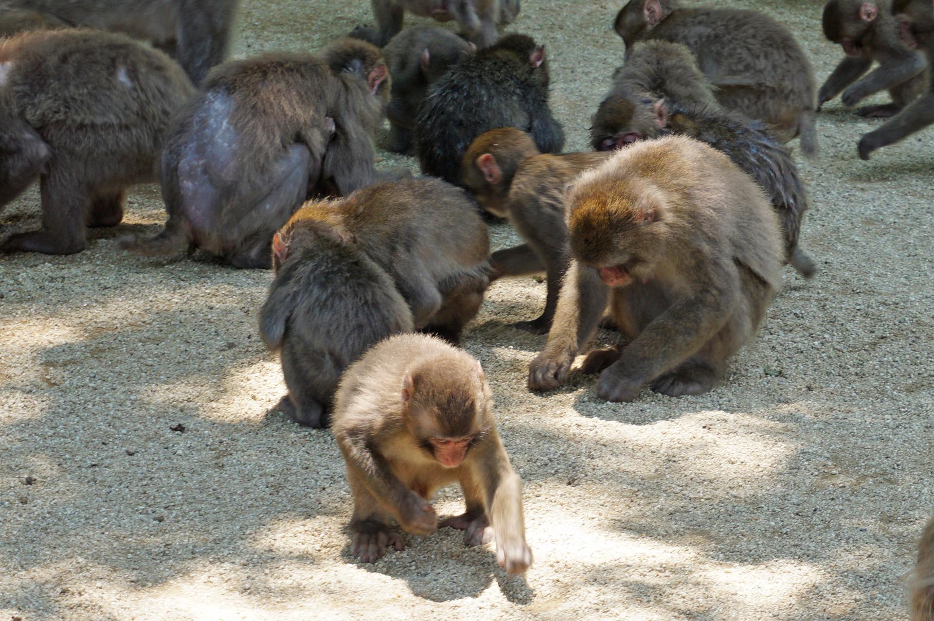 高崎山自然動物園のエサやり