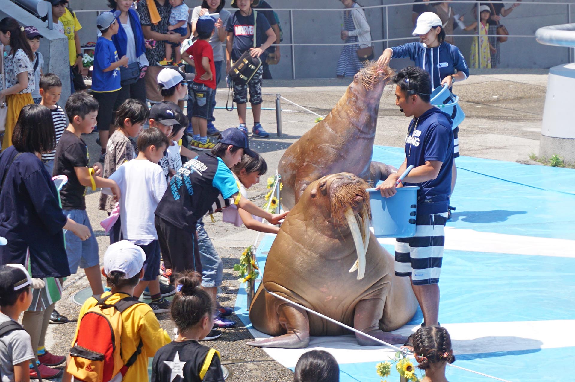 セイウチと触れ合い