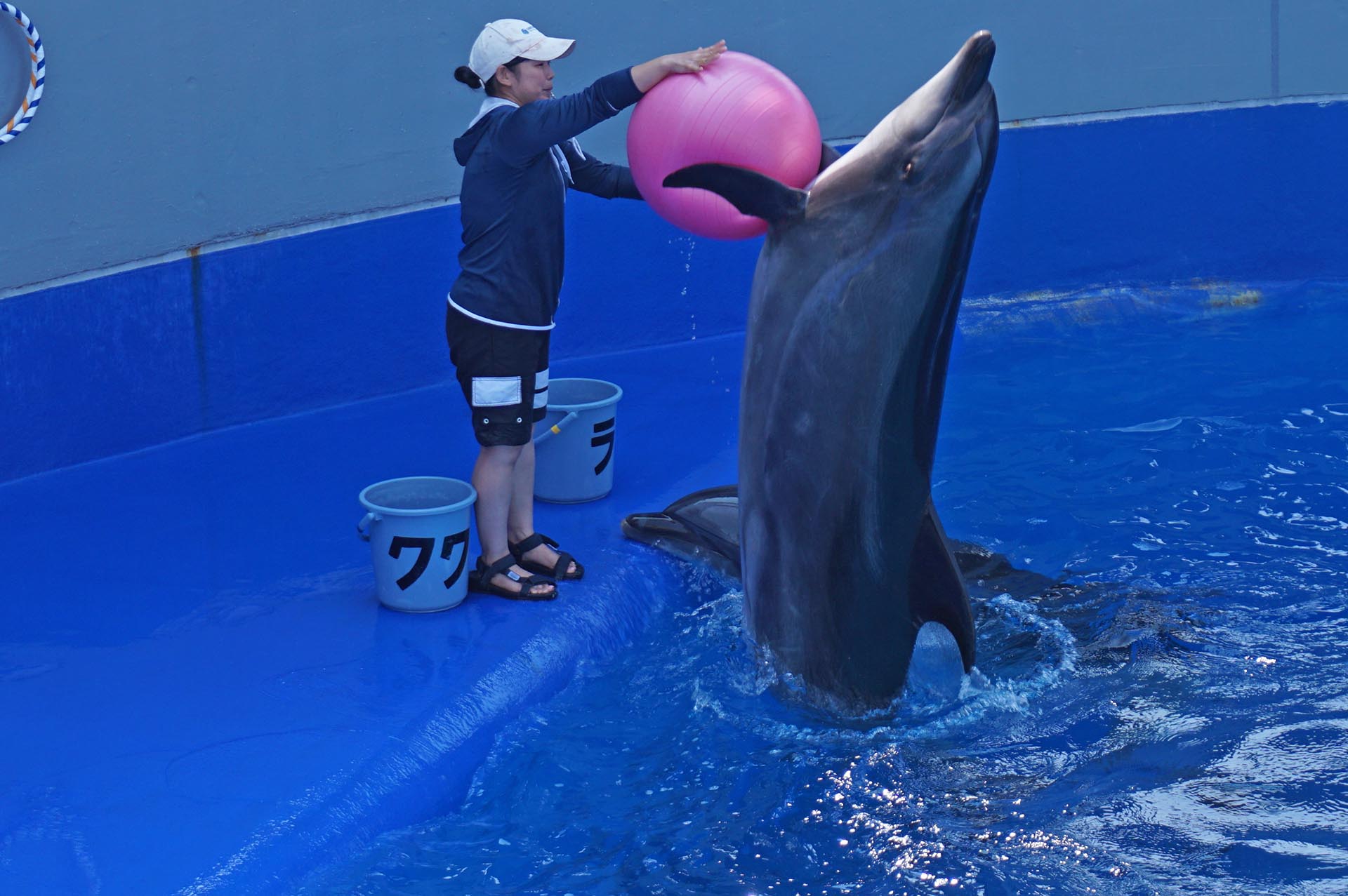 うみたまごのイルカショー