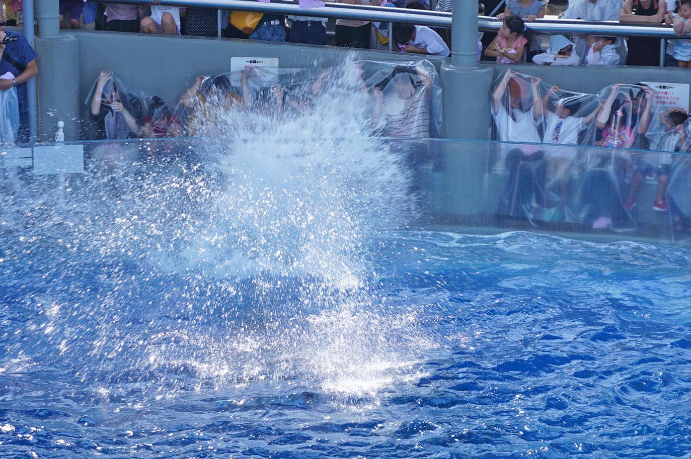 うみたまごのイルカショー