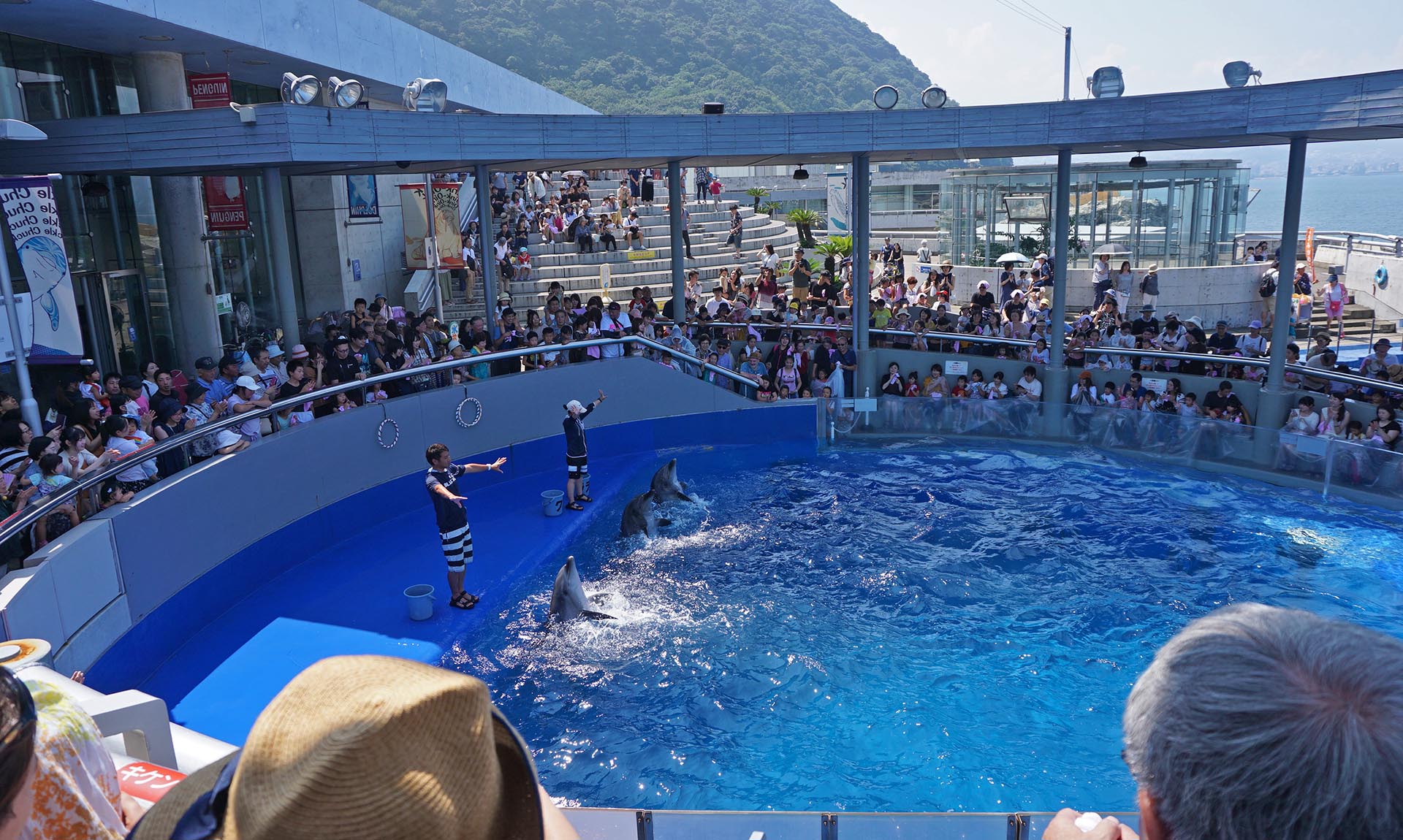 うみたまごのイルカショー