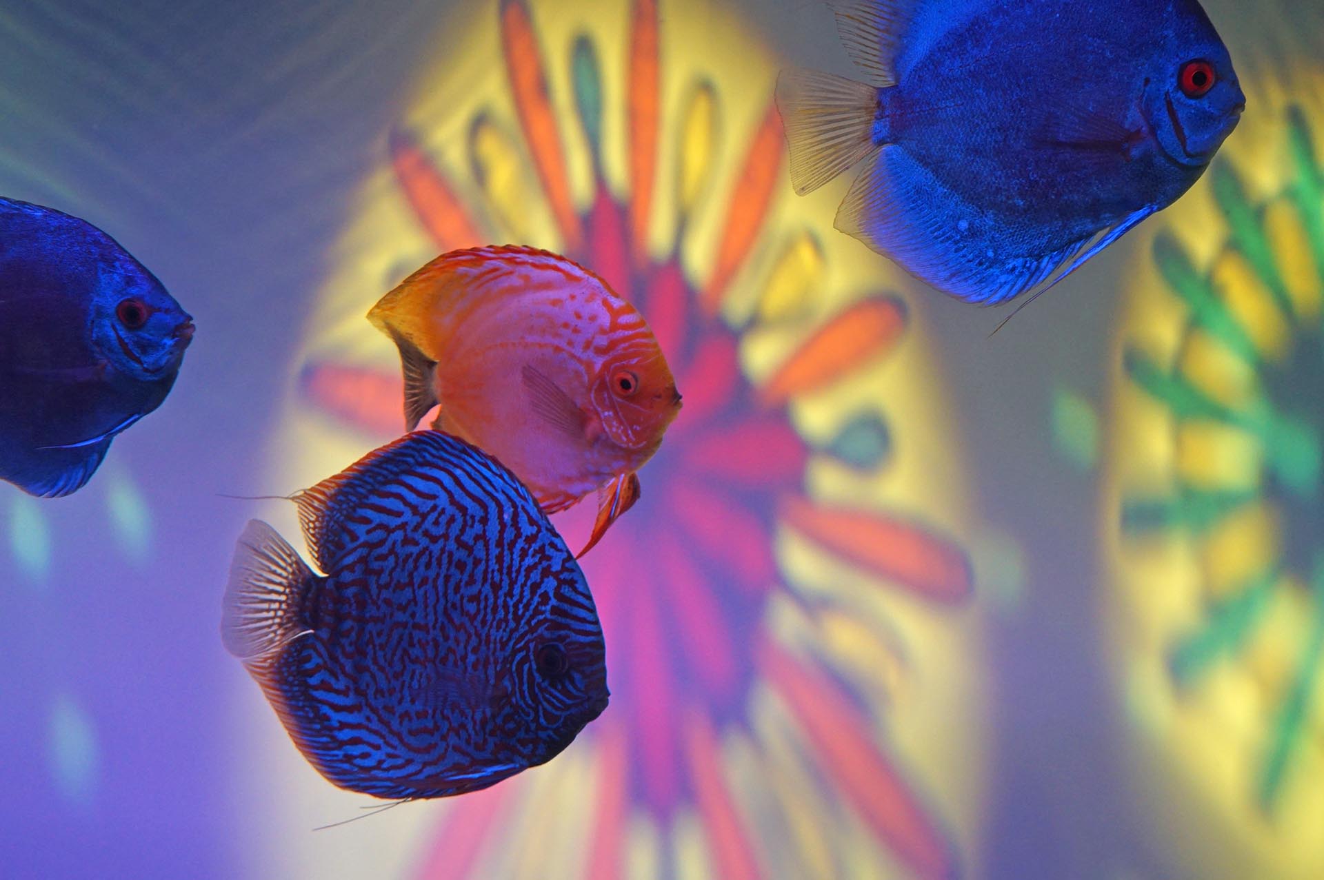 うみたまごの魚