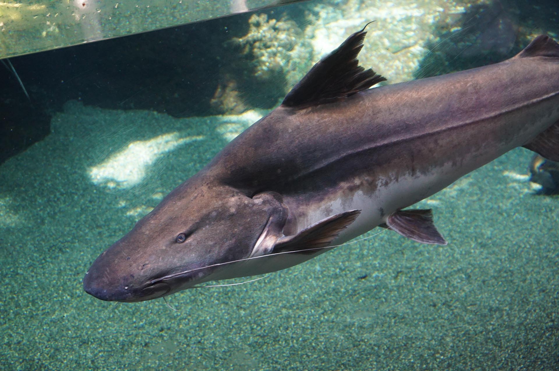 うみたまごのイマイチな点