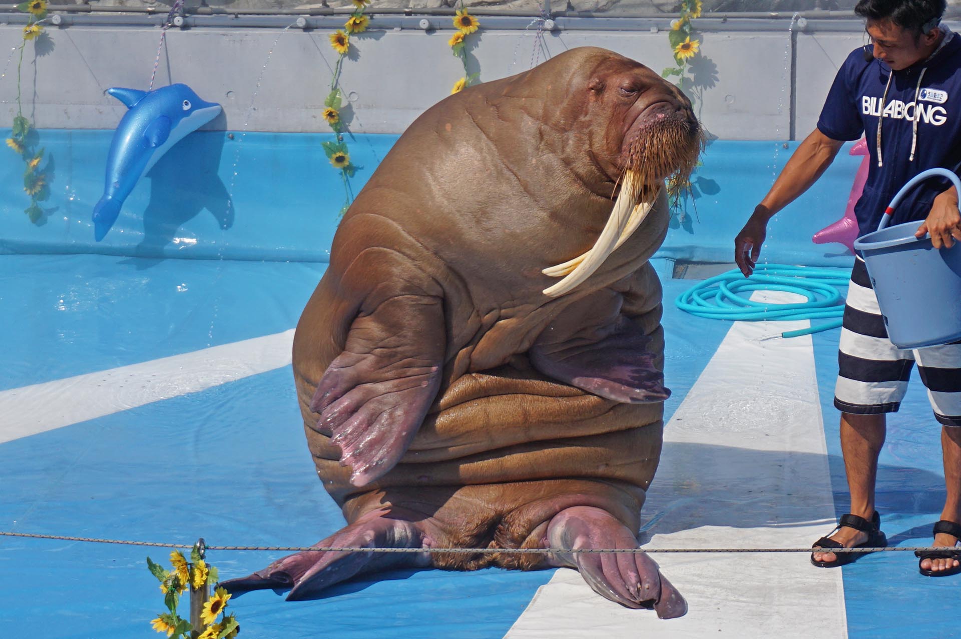 うみたまごのショー