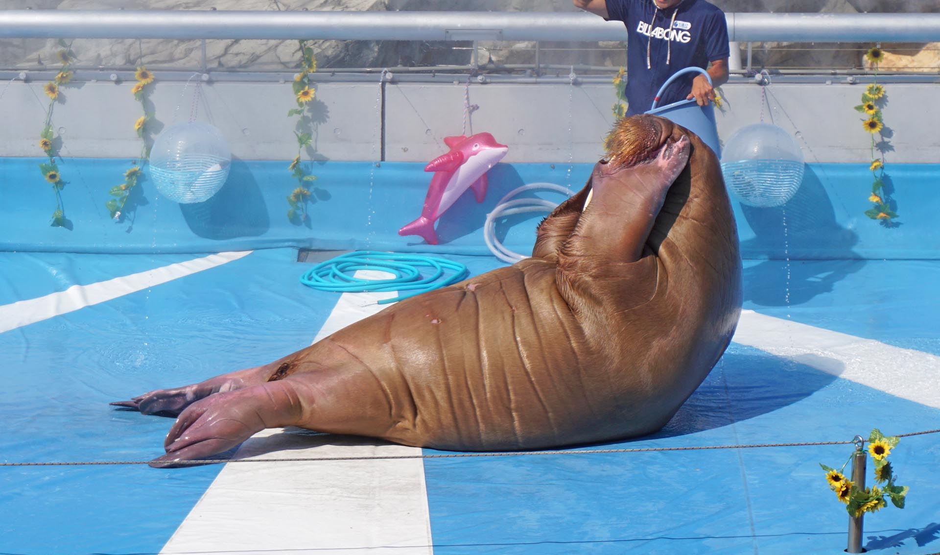 うみたまごのセイウチのショー