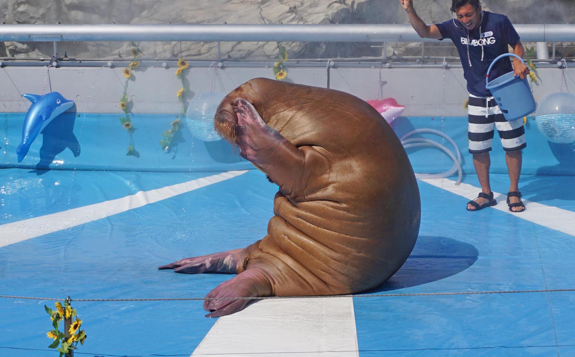 セイウチの腹筋