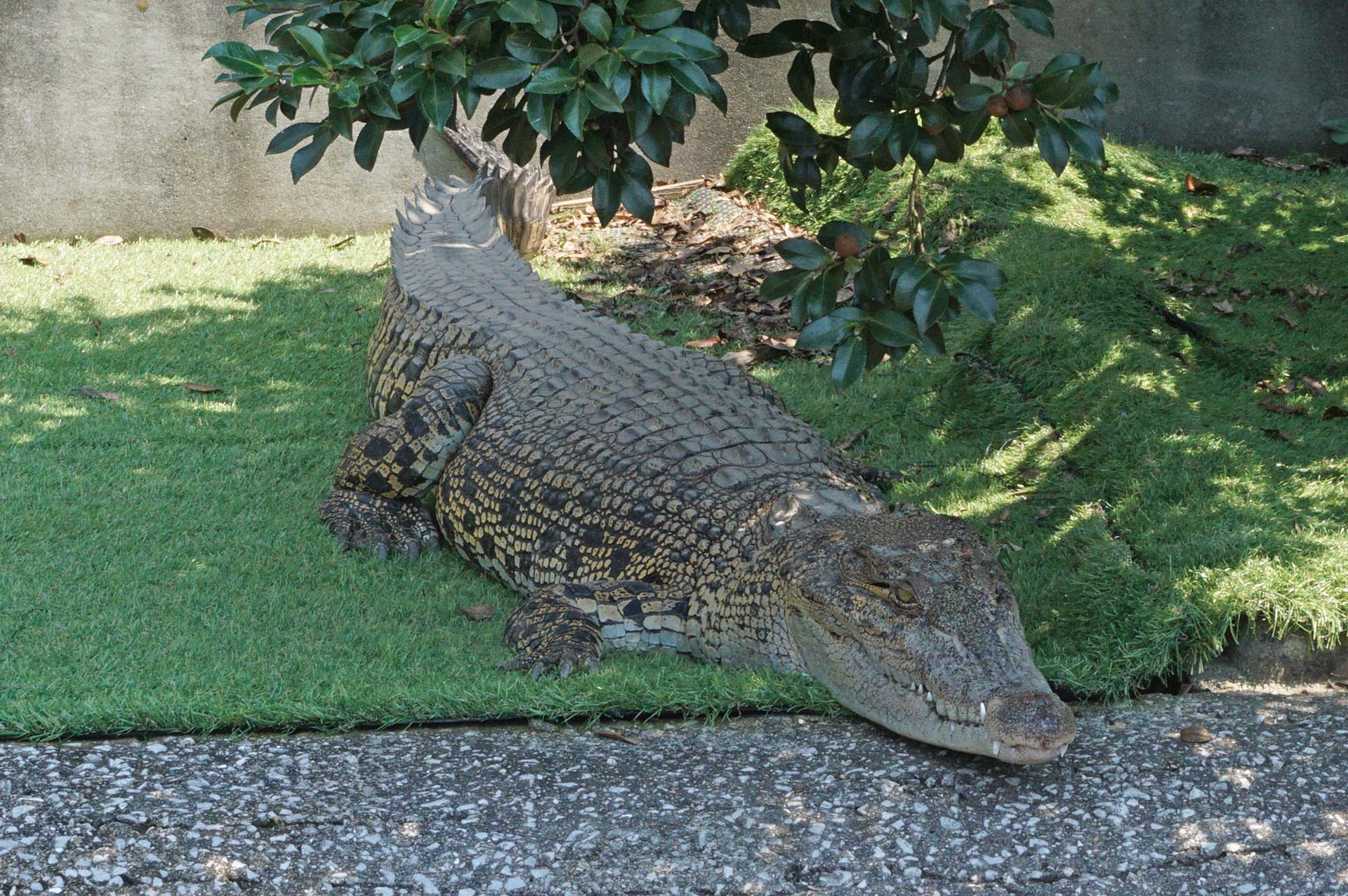 鬼山地獄のワニ