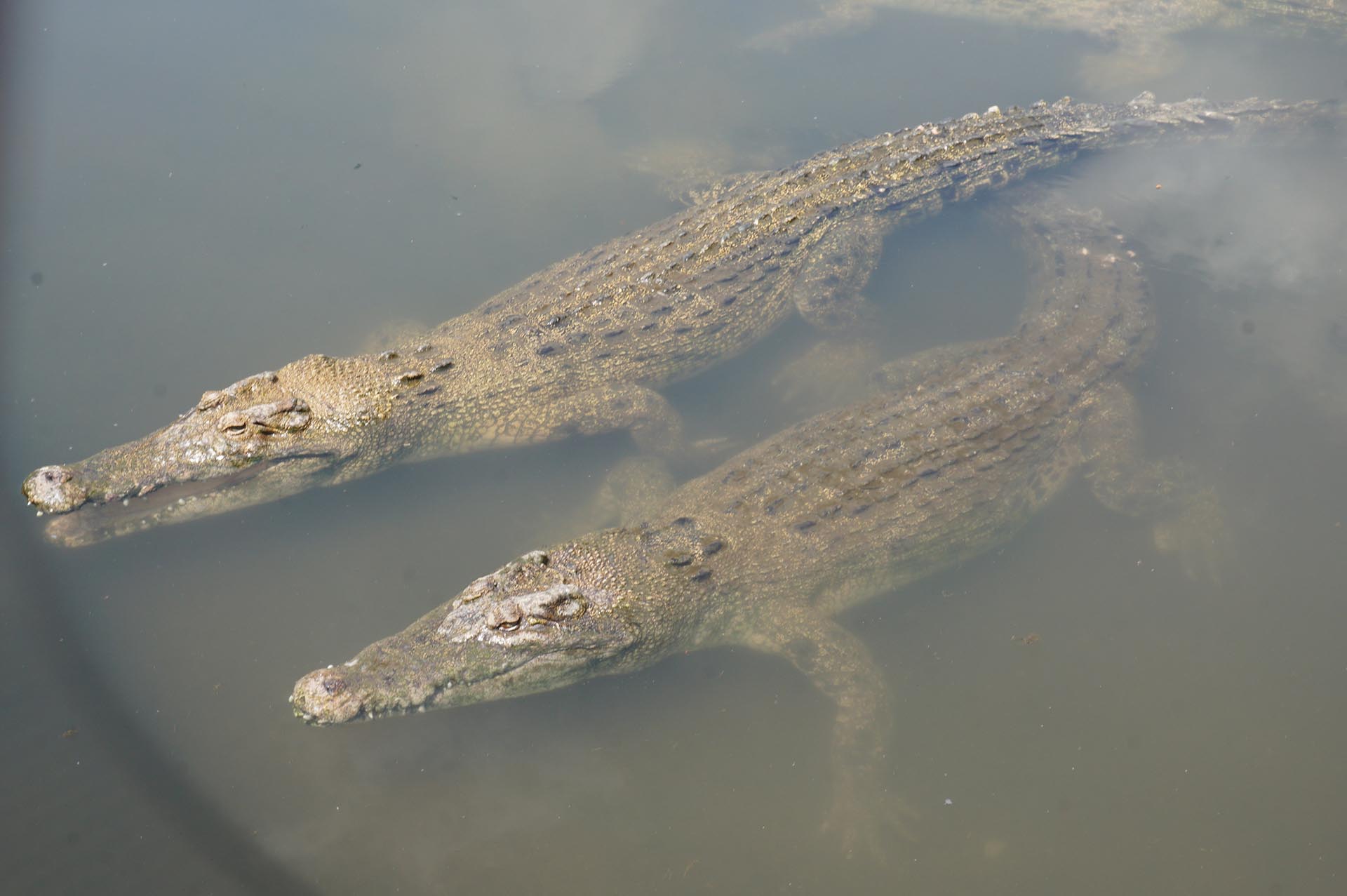 鬼山地獄のワニ