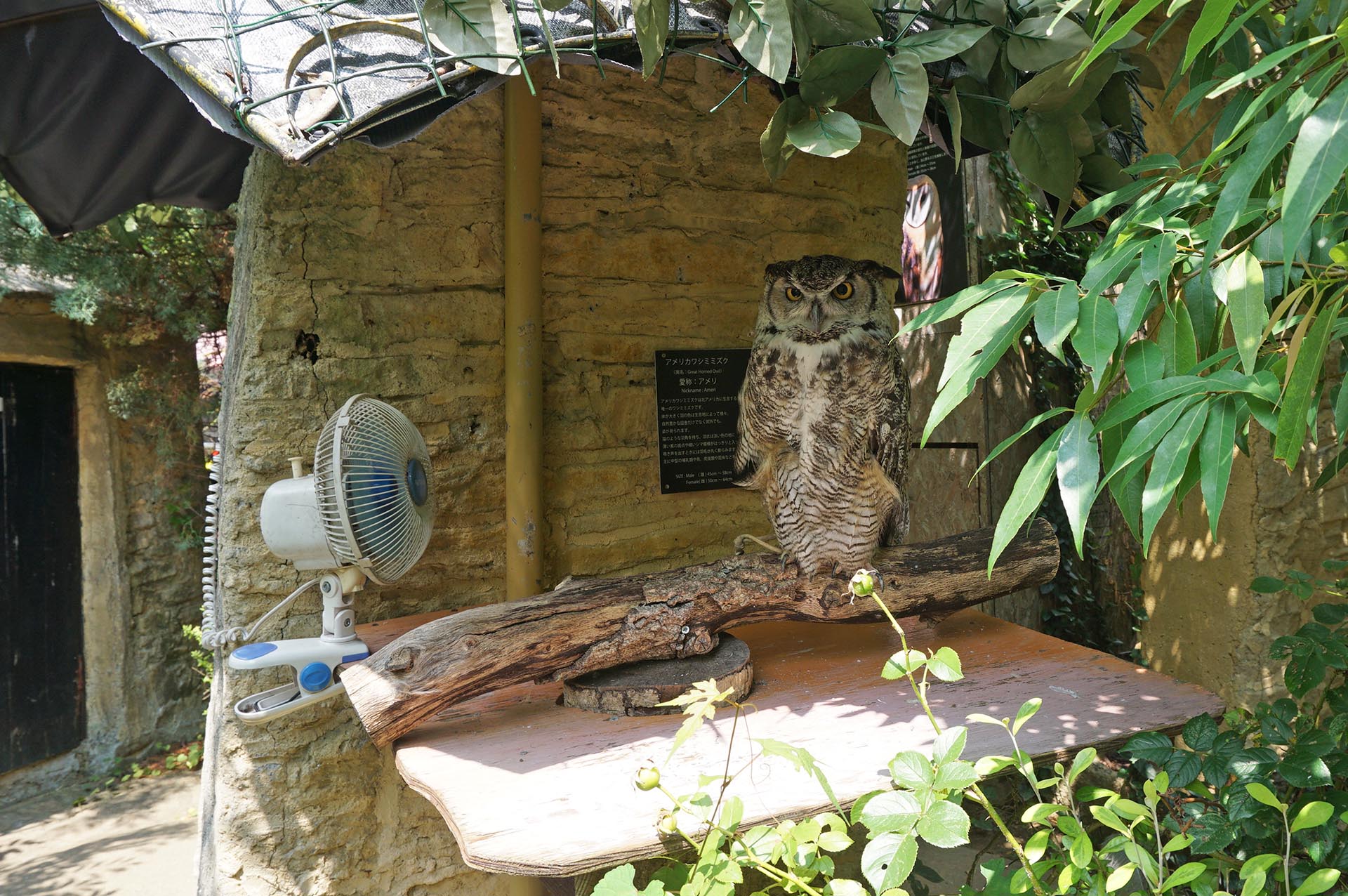 扇風機で涼むフクロウ