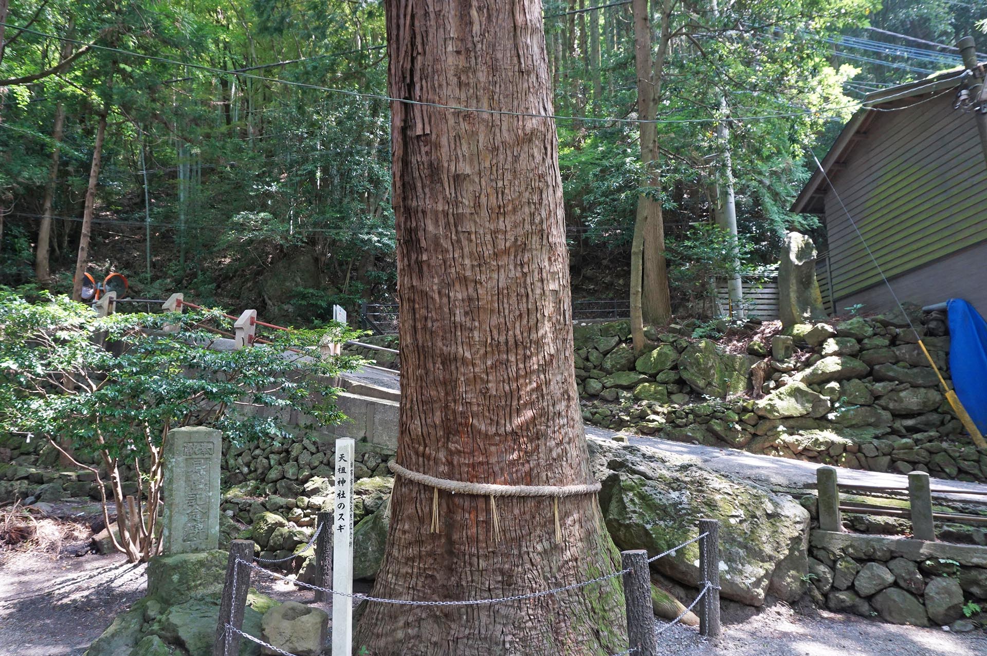 天祖神社のスギの木