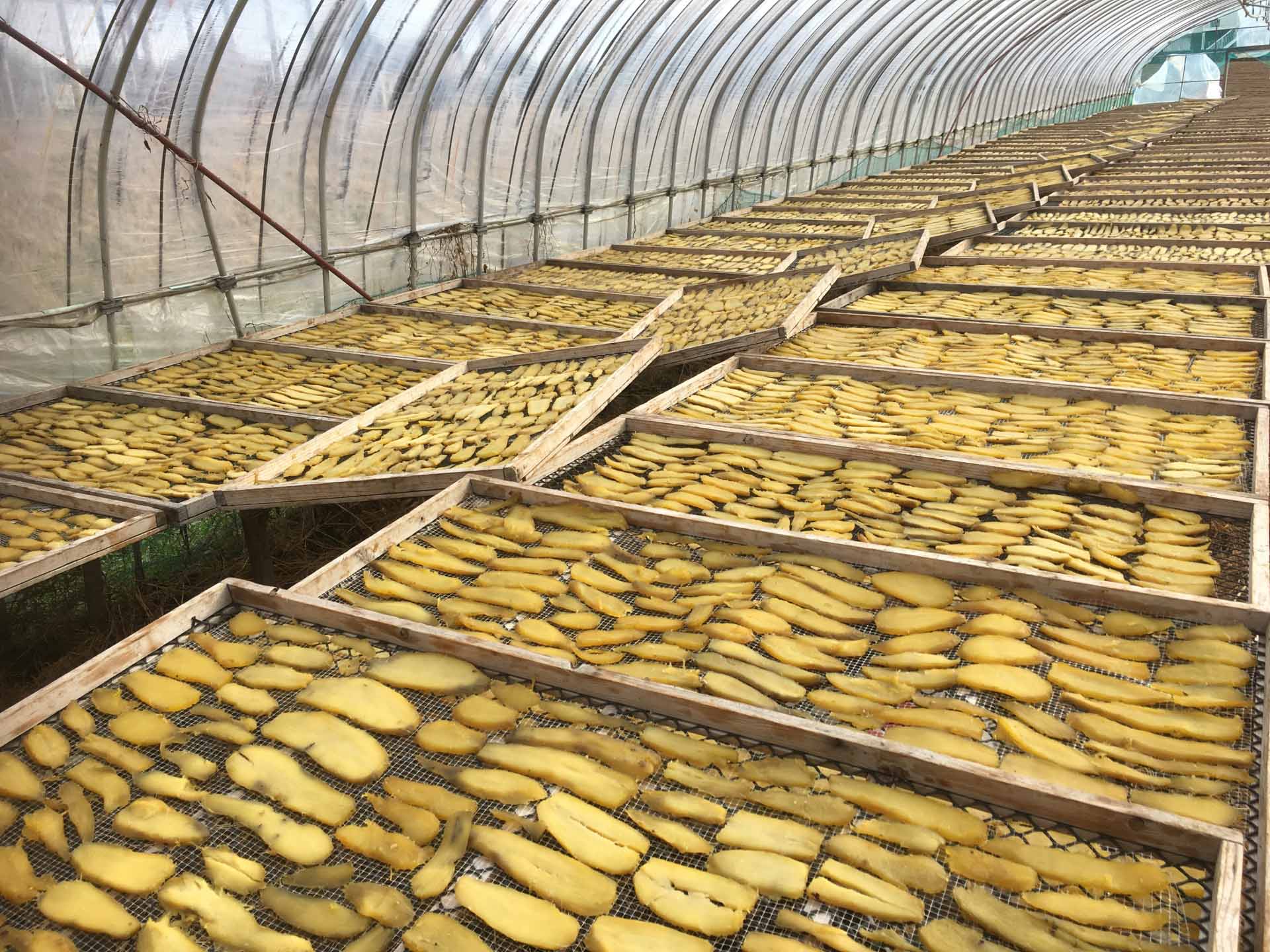 さつまいもを干す