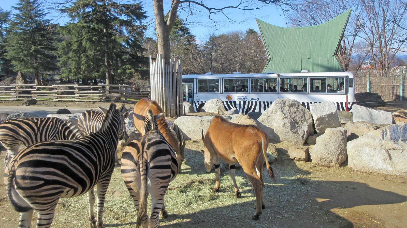 群馬サファリパークのバス
