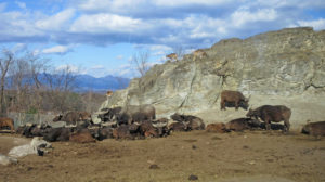 群馬サファリパークの割引クーポンを入手する方法と楽しみ方