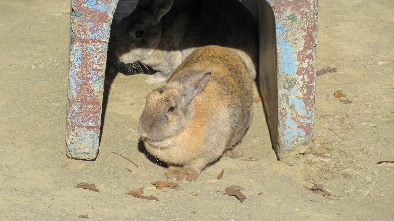 ウォーキングサファリゾーンのうさぎやモルモット
