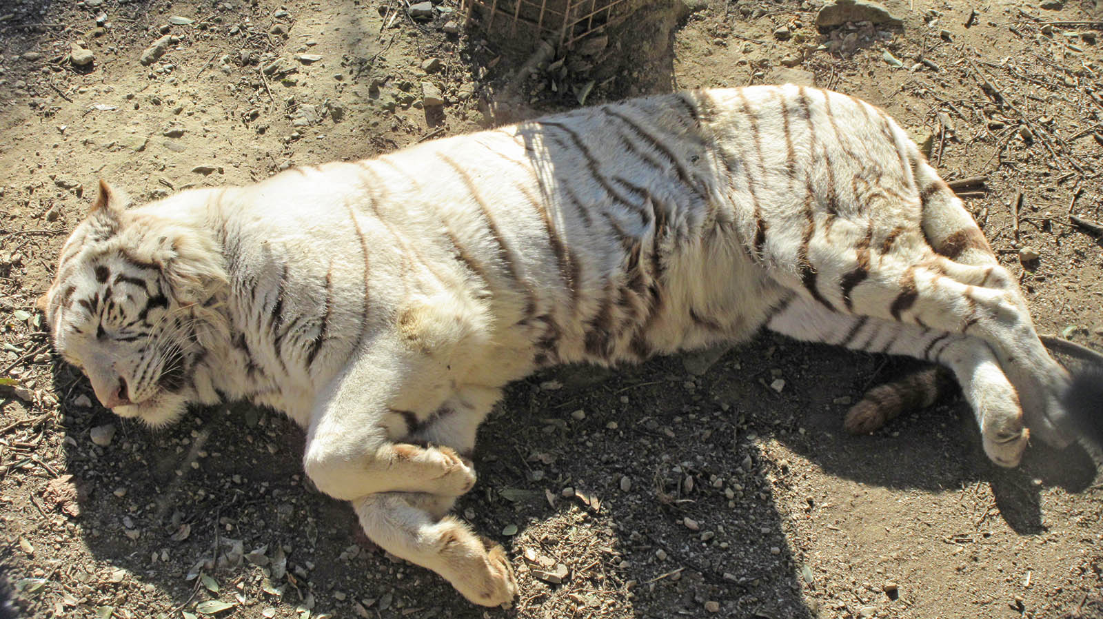 群馬サファリパークのホワイトタイガー